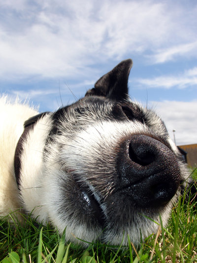 dog_by_scott0002-d26ppn7